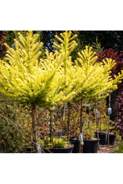 Larix kaempferi Меджик Голд на штамбі